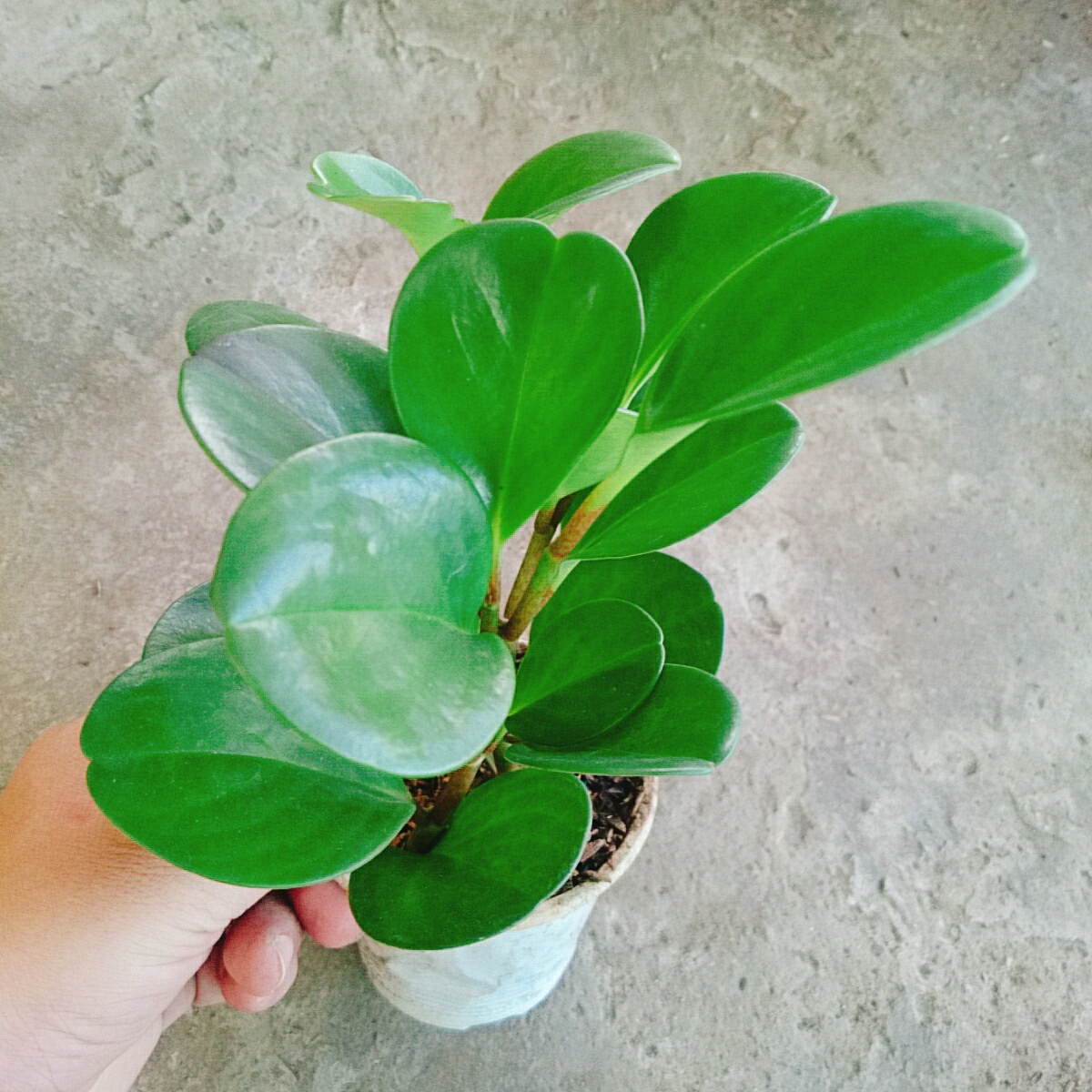 Cây Trường Sinh - cây cảnh để bàn