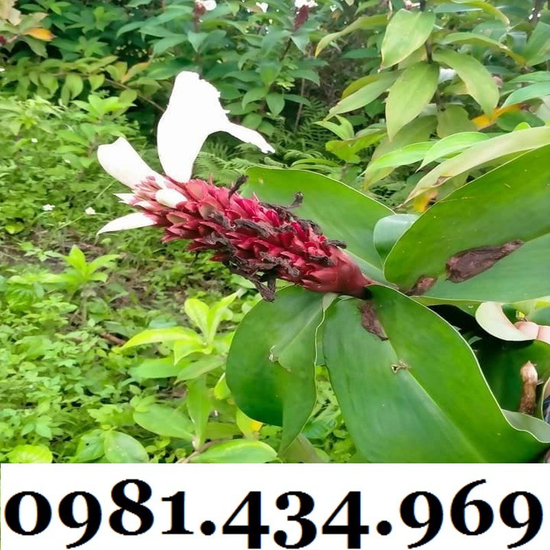 Củ Mía Dò (Cát Lồi) 01KG Tự Nhiên Chất Ngon