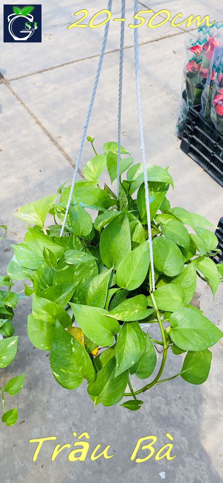 Cây trầu bà