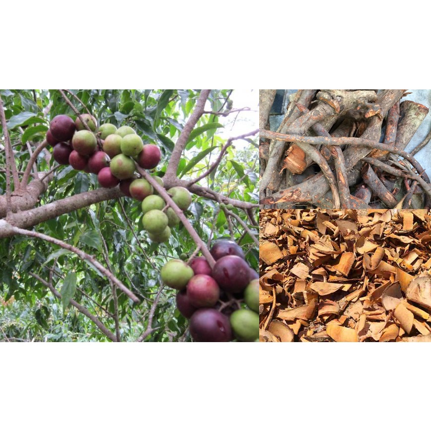 Cây giống cây mận quân(cây hống quân, cây bồ quân)