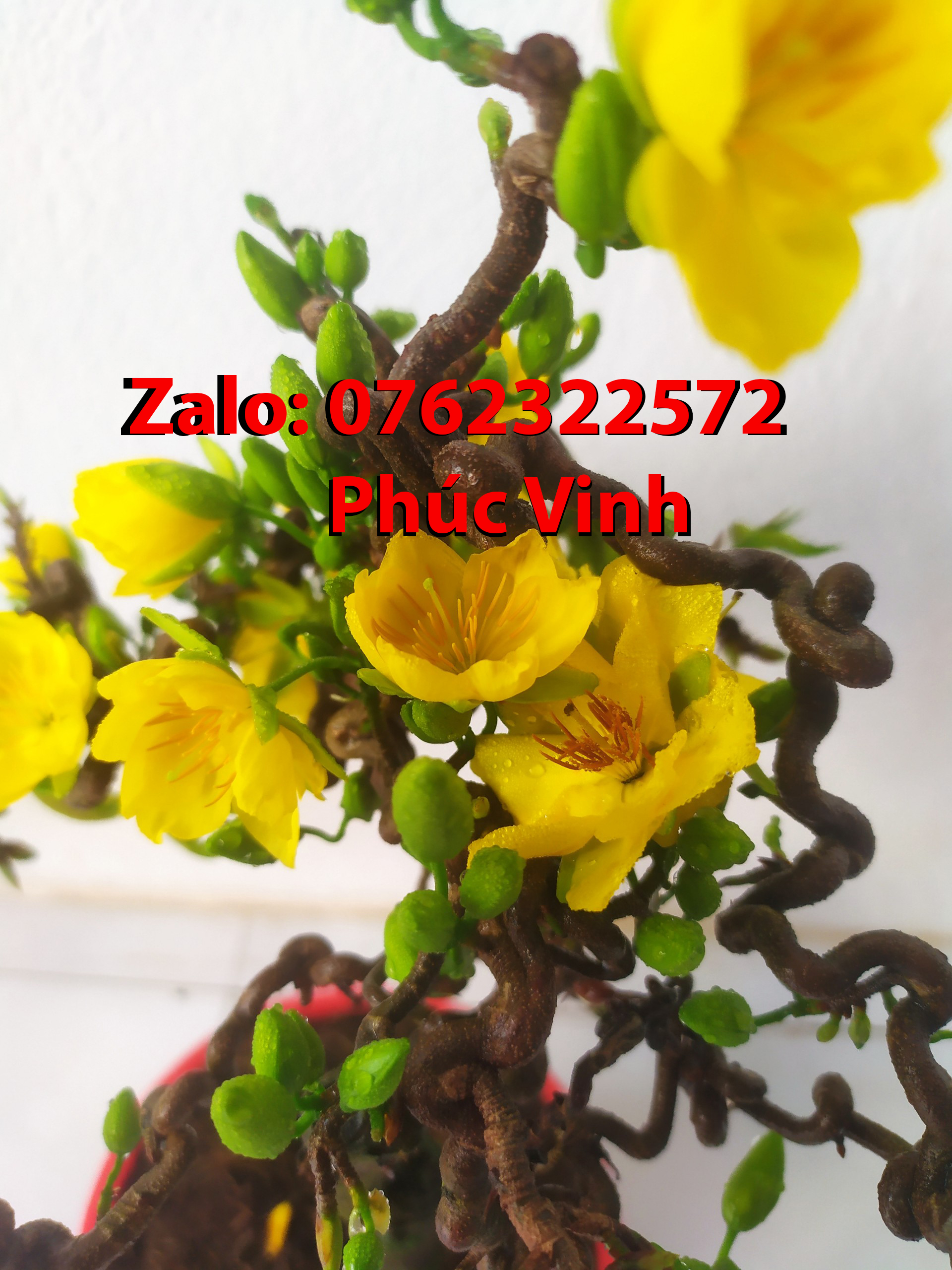 Mai Xoắn (Mai Quắn) Giảo Tự Xoắn