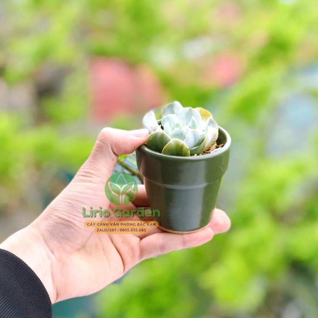 cây sen đá kèm chậu kích thước 7x7cm [ sen gửi ngẫu nhiên , tặng kèm đất trồng ]