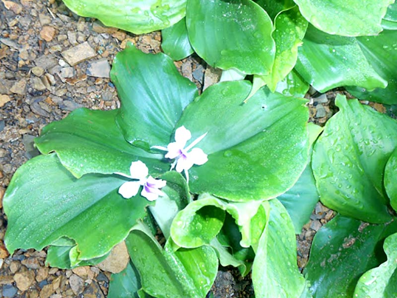 Địa Liền khô
