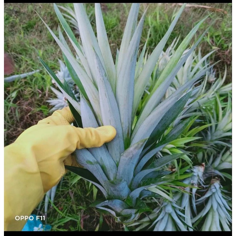 CÂY GIỐNG DỨA THƠM MẬT MD2 SIÊU NGỌT
