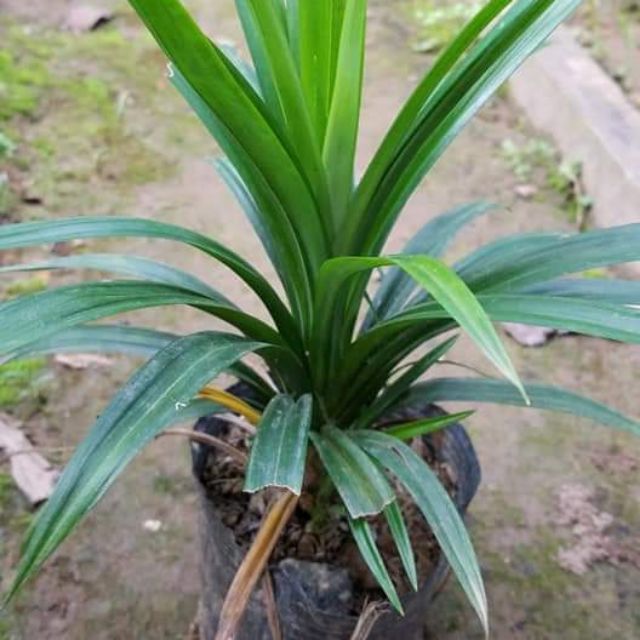 3 Cây Lá Nếp ( Dứa Thơm) Trồng trong bầu đất