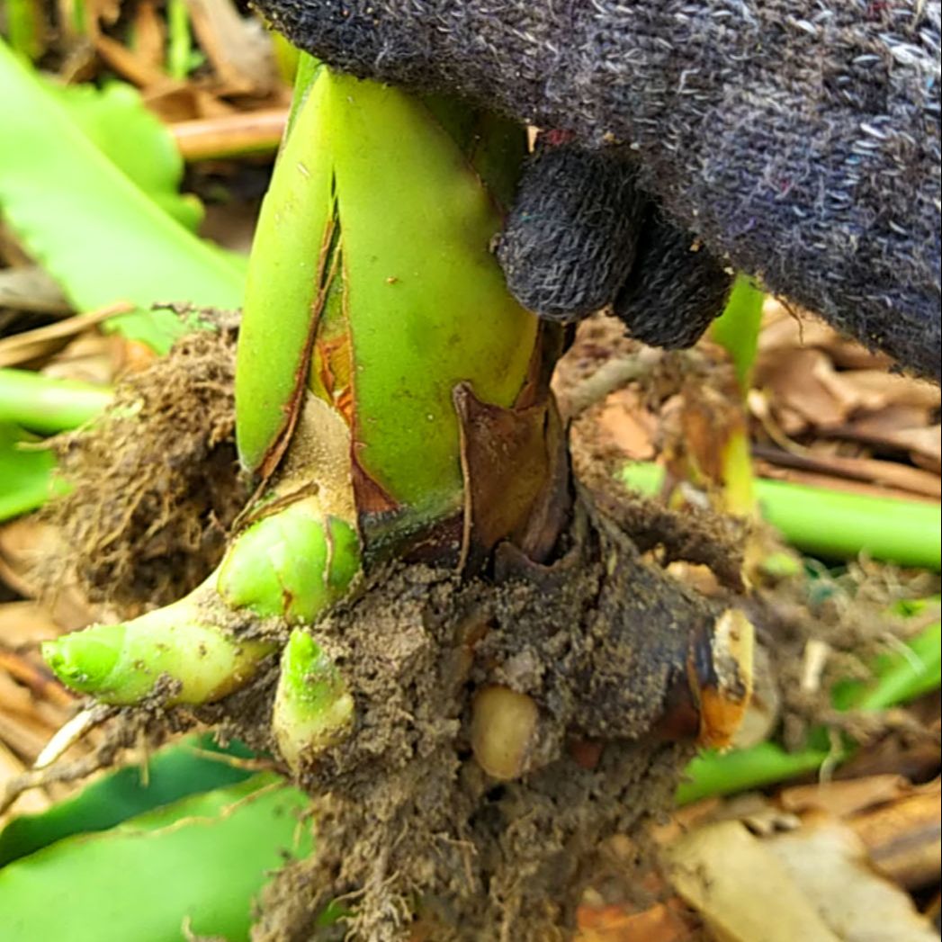 02 Củ Giống Hoa Sen Đa Lộc - sen đất (củ giao TT như hình 3)