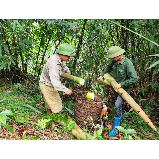 CÂY GIỐNG TRE lấy măng TRE BÁT ĐỘ