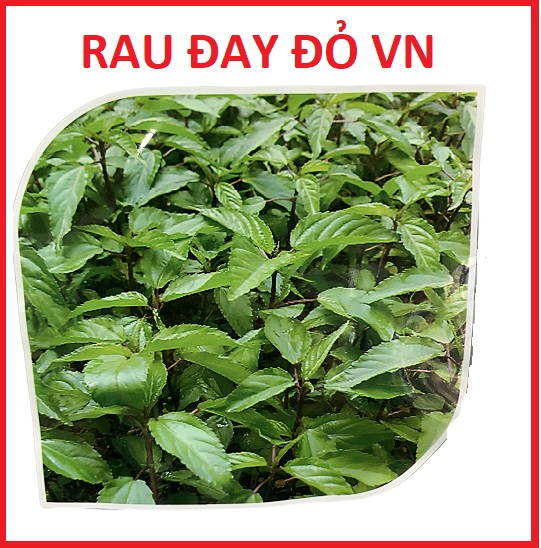 Hạt giống rau đay đỏ cao sản vn - gói 20gr