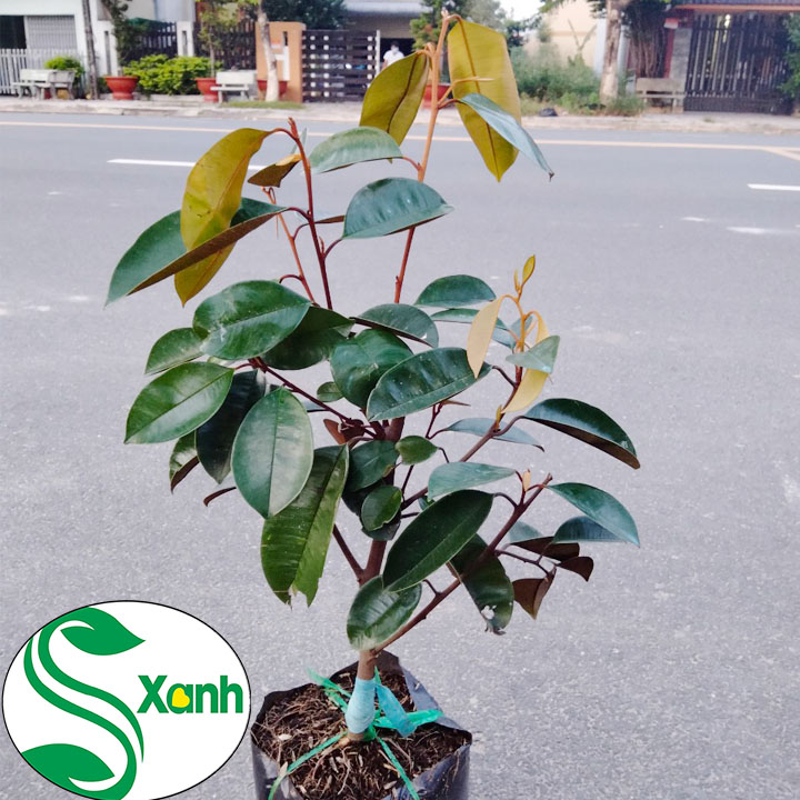 Cây Giống Vú Sữa Lò Rèn
