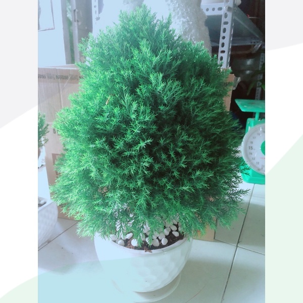 Chậu Tùng Bồng Lai