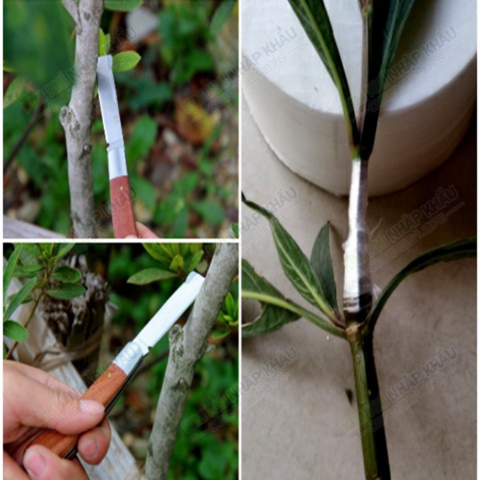 Cuộn băng nilon ghép cây tự hủy khổ 3 cm