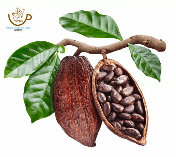 (Freeship) Gói 25 gram Bột Ca Cao Nguyên Chất (Astro CoCoa Powder)