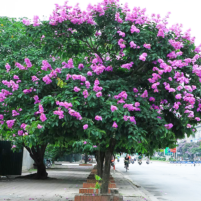 Cây Bằng Lăng Thái - cây cảnh sân vườn
