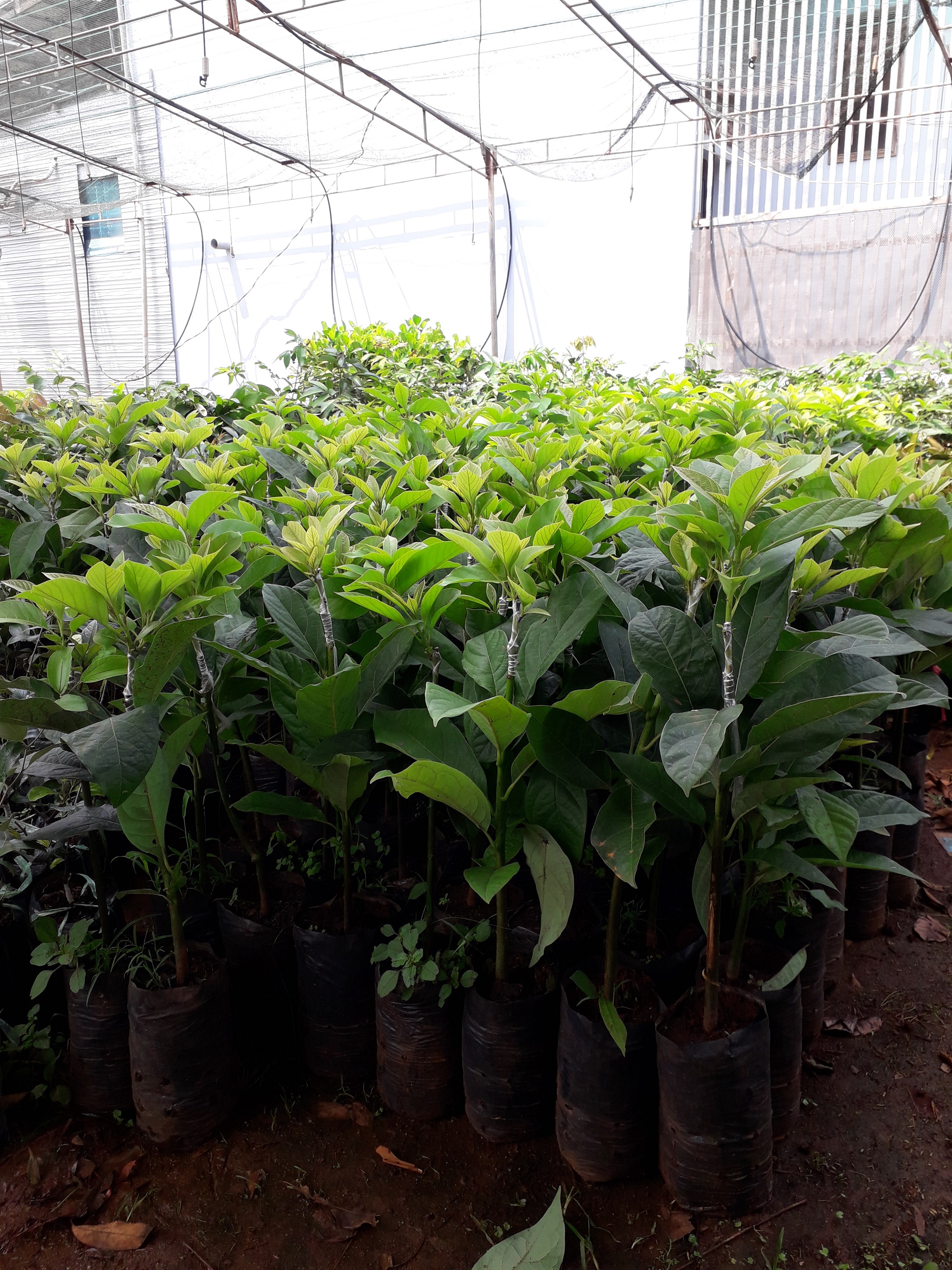 Cây Bơ Sáp giống siêu sớm [ cây ghép ]