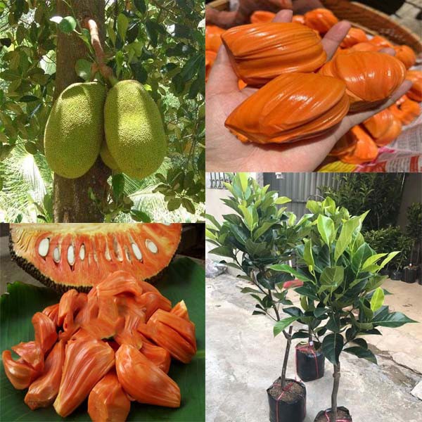 CÂY GIỐNG Mít ruột đỏ sơ đỏ indo nhập khẩu