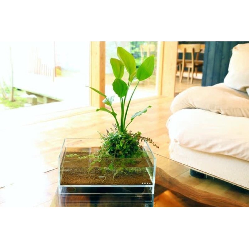 Cây Lan Nước - Cây Thuỷ Sinh Dễ Trồng Không Cần CO2