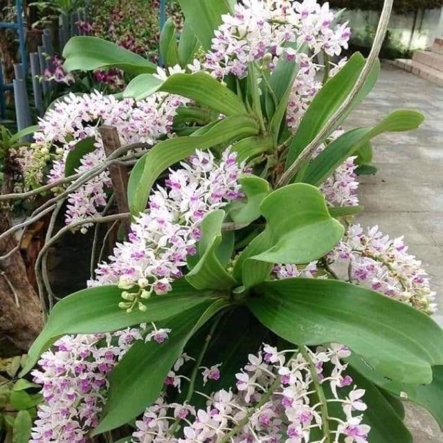 cây lan Ngọc điểm rừng