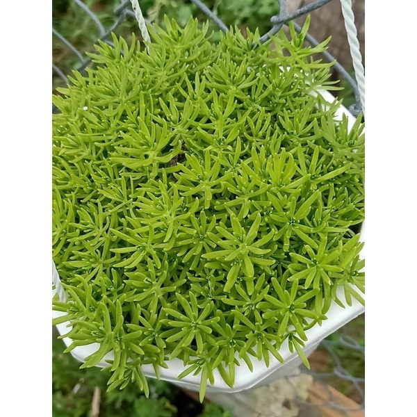 mười giờ Úc