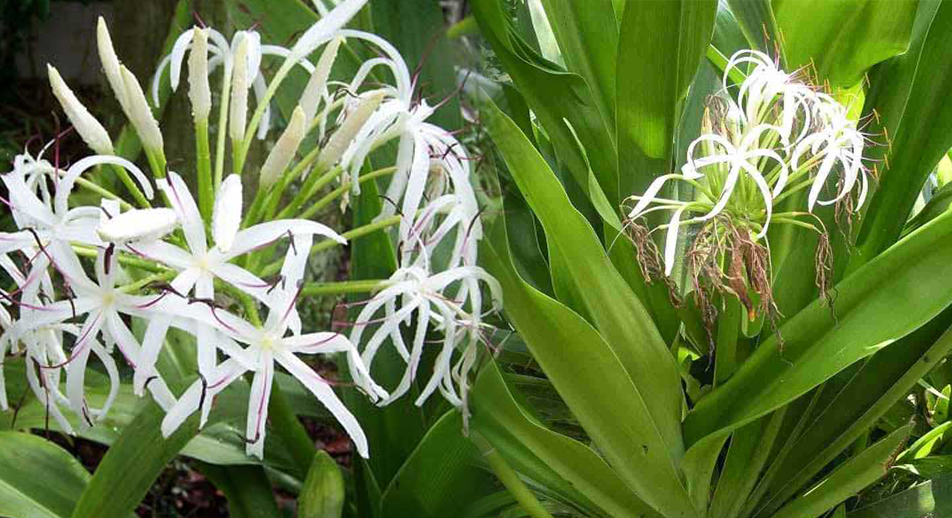 Củ giống cây đại tướng quân (cây NÁNG TRẮNG)