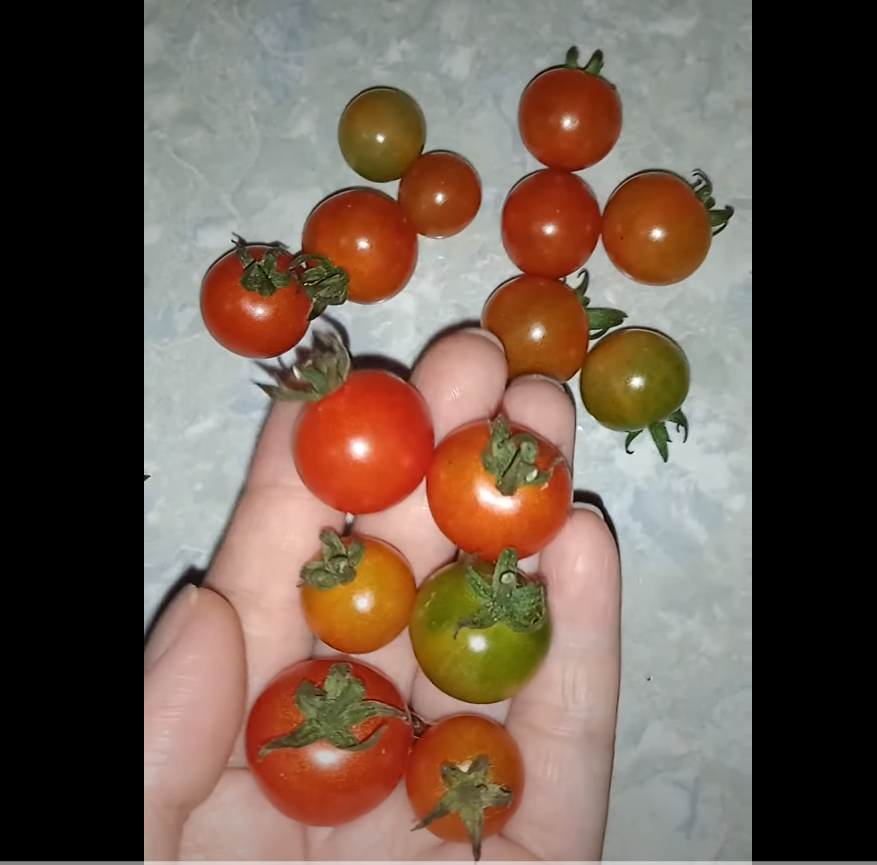 Hạt giống cà chua bi rừng ( cà chua bi dại ) - Gói 20 hạt