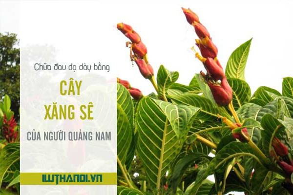 cây giống cây ngựa vằn lá đốm (khôi đốm, cây xăng xê)