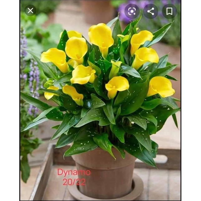 Củ hoa Rum - Giống Hoa Nhập Khẩu
