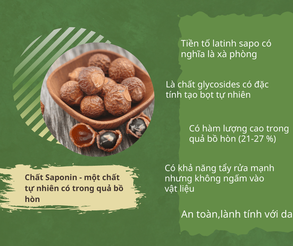 Hạt giống cây bồ hòn (100 hạt)