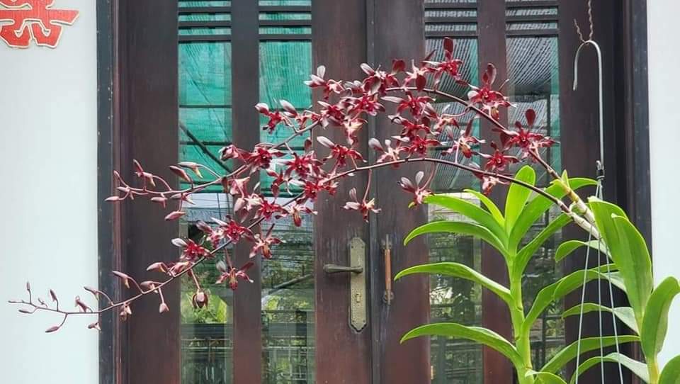 Hoa lan hắc long xưa