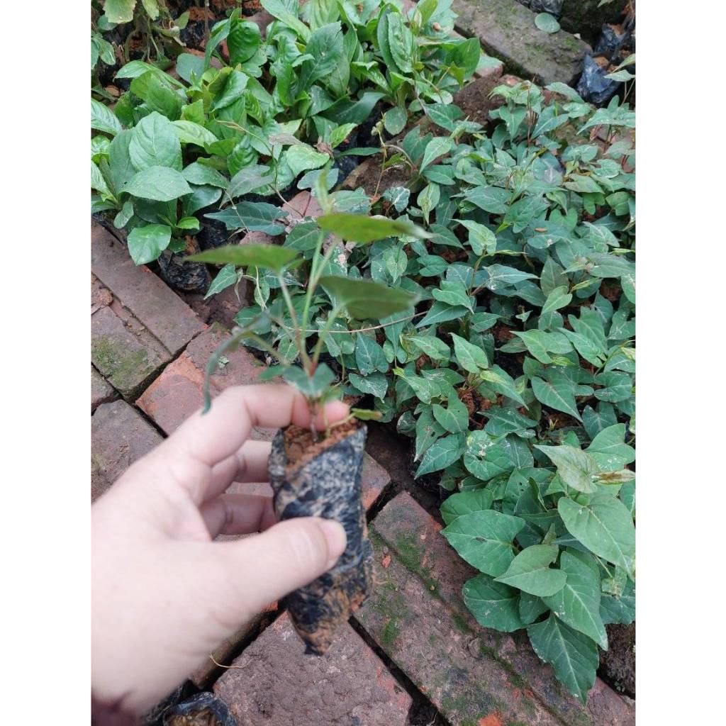 bầu cây giống cây hà thủ ô đỏ xịn