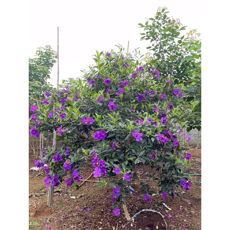 Cây giống hoa mua Úc - giống mới