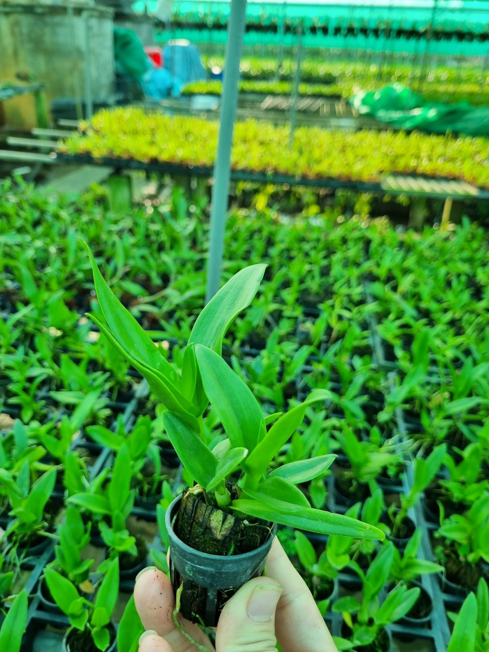 HOA LAN BÀ LIỄU XƯA