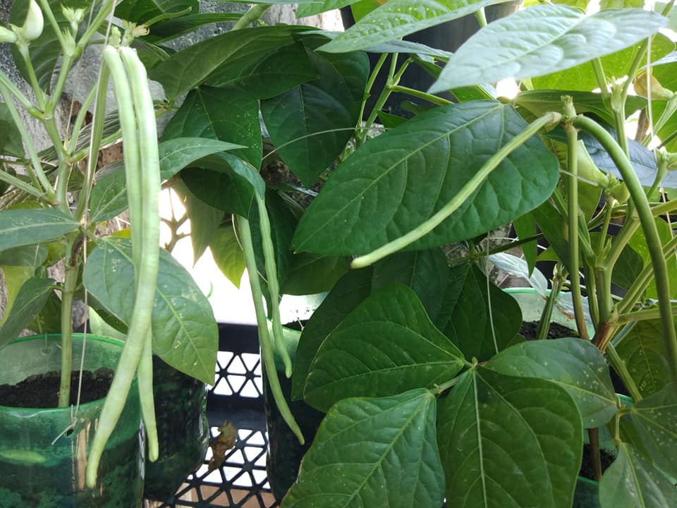 BUSH SITAW SEEDS (COWPEA) CRISPY STRING BEANS Lazada PH