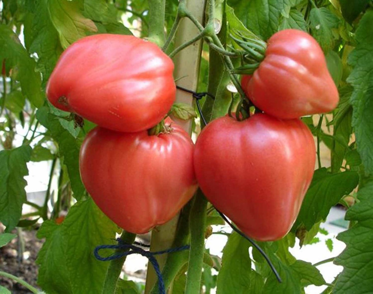 Hạt Giống Cà Chua Trái Tim Đỏ (0.1gr)