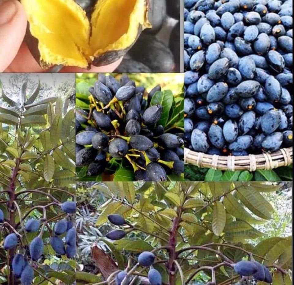 CÂY TRÁM ĐEN NẾP CAO SẢN GIỐNG