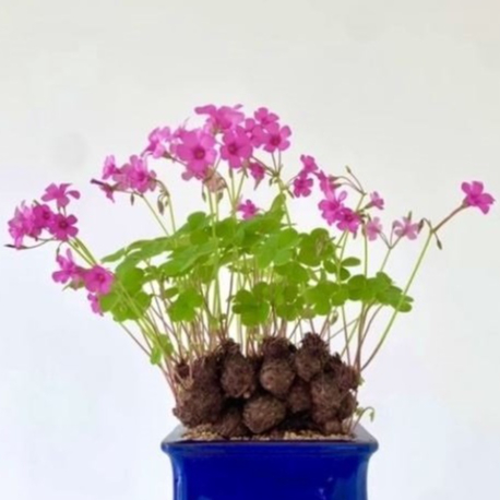 (Size nhỏ) - 1 củ giống me đất - Cỏ ba lá hoa tím [ Cây bonsai, phong thuỷ - Dễ trồng ]