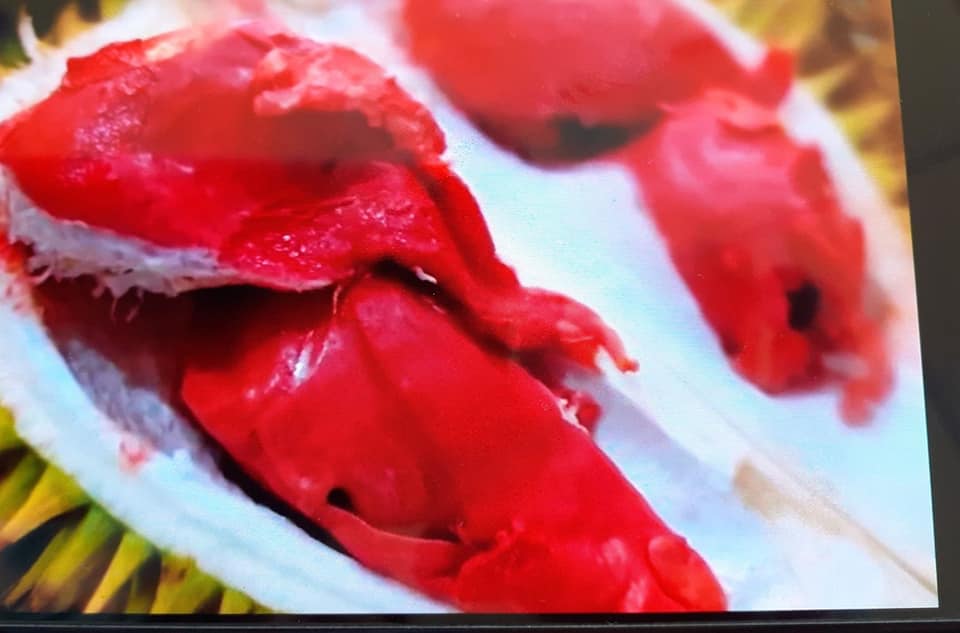 Cây giống sầu riêng ruột đỏ (siêu sớm cây tốt)