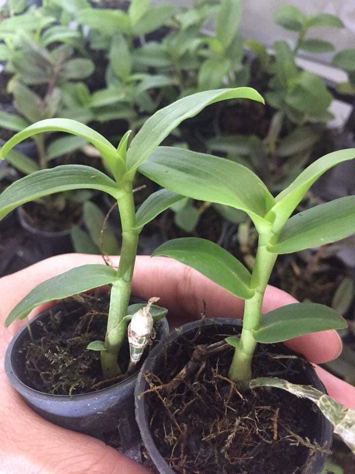 Giả hạc hông thái lan cây giống