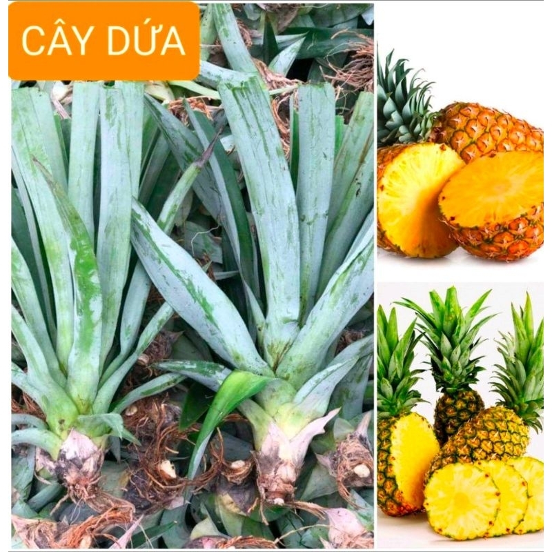 CÂY GIỐNG DỨA THƠM MẬT MD2 SIÊU NGỌT