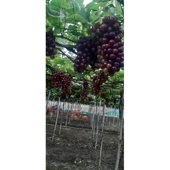 COMBO 2 CHAI MẬT NHO thá¡ AN