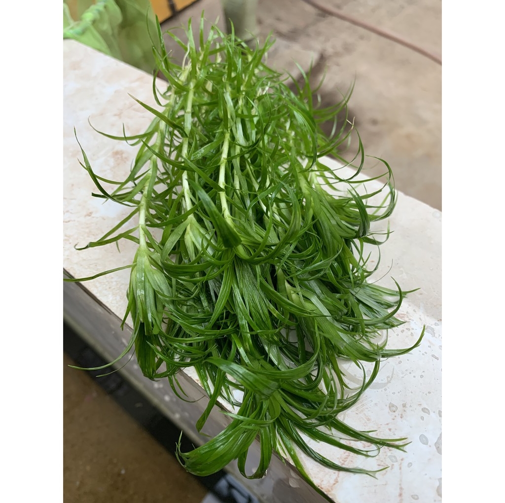 TONIA - THÁI DƯƠNG THẢO  (12 nhánh)