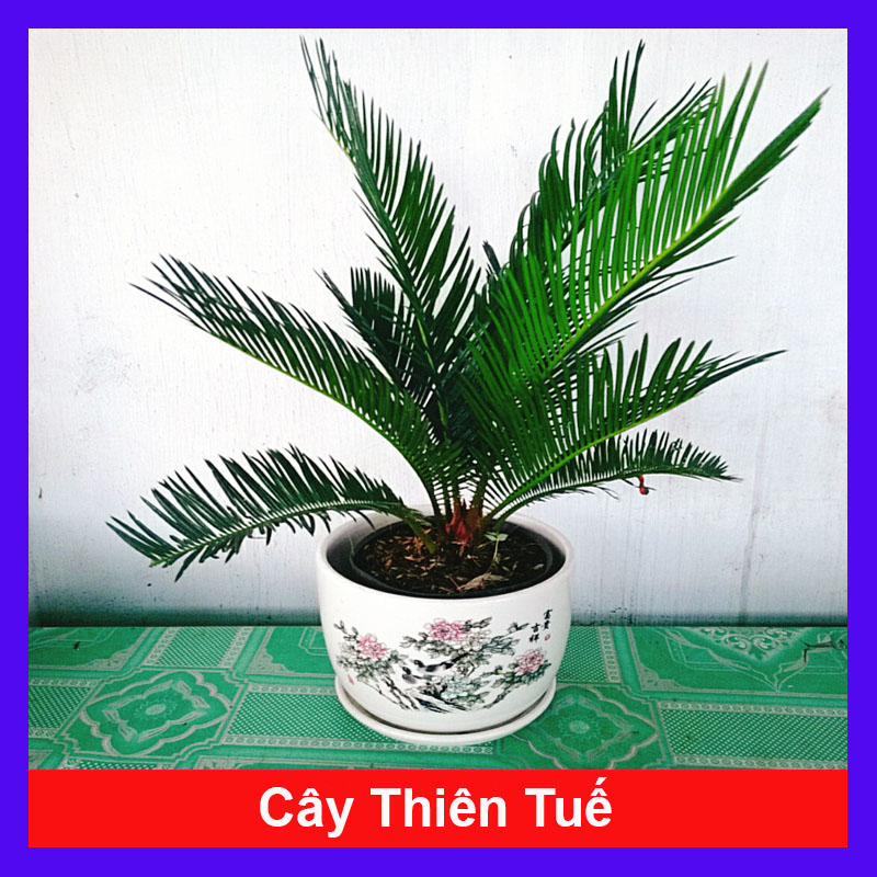 Cây Thiên Tuế - cây cảnh để bàn