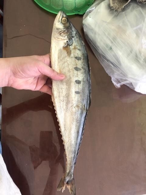 1KG CÁ BÈ BÈ (HỌ CÁ THU) THỊT THƠM CHẮC