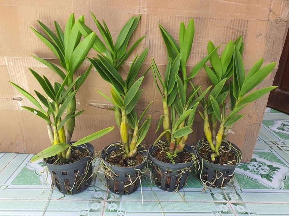 Denro nắng Tre xanh