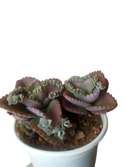 [HCM]Mother of thousands- cây sống đời
