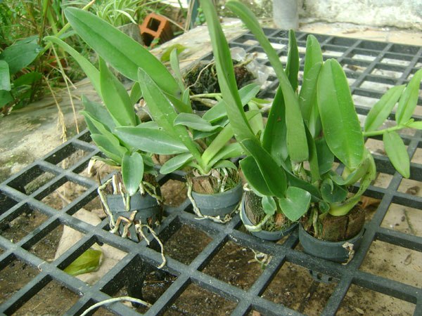 [Cây giống] Lan Cattleya Giống nhiều màu xổ số