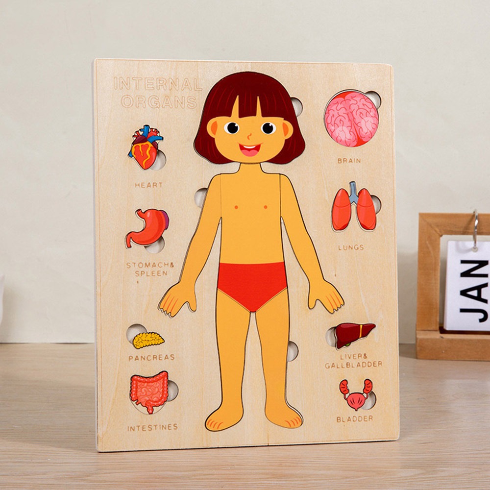 Kids Human Learning Toy Multi-Layer Wooden Human Body Puzzle Activities ...