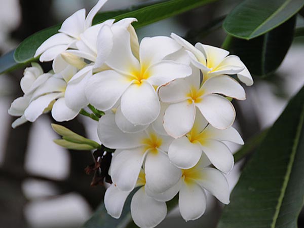 Cây giống hoa sứ đại trắng