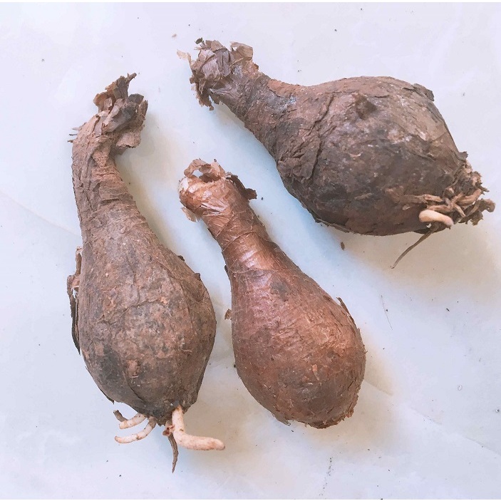 củ giống hoa bỉ ngạn vàng ngậm nụ