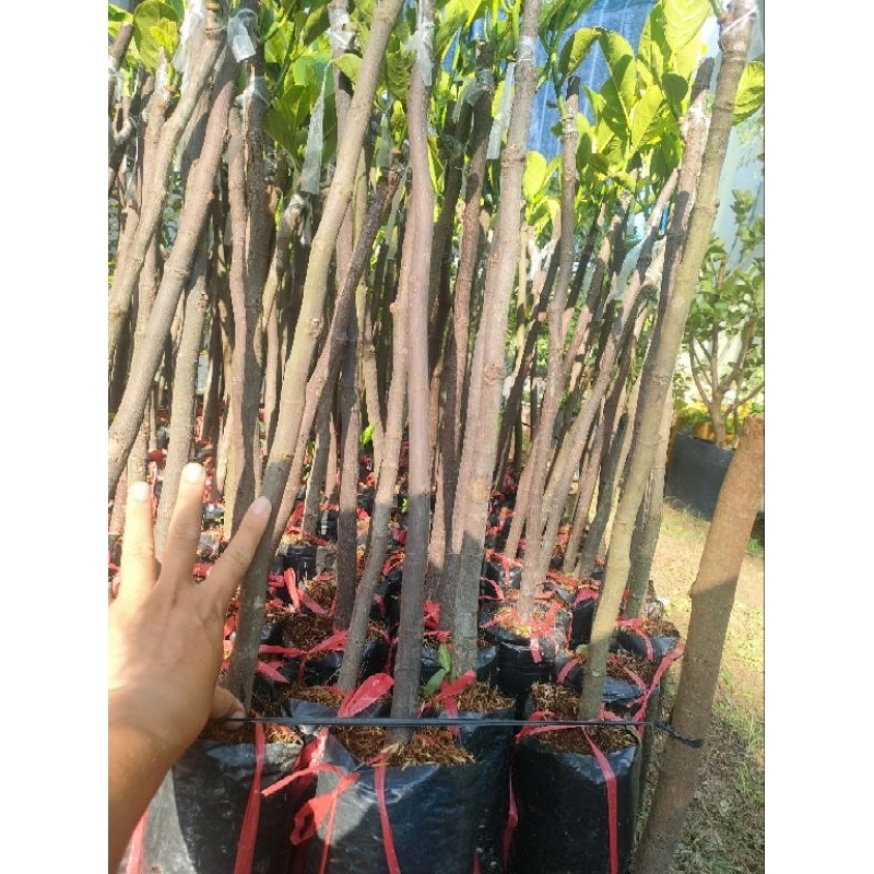 Cây mít ruột đỏ Indo