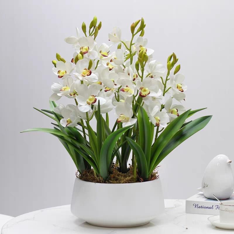 Củ giống hoa lan thanh Nga(1củ)